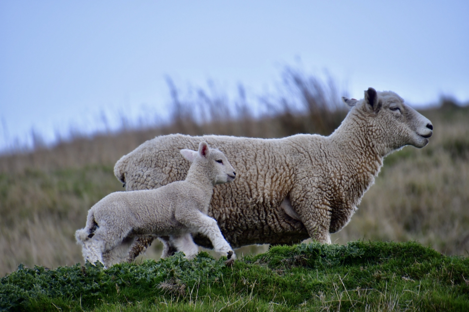 ファームステイ1